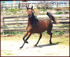 Arabians Destiny
