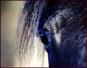 Arabian Stallion