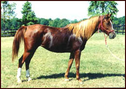 Arabian Mare
