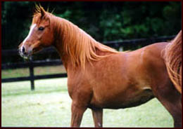 Arabian Mare